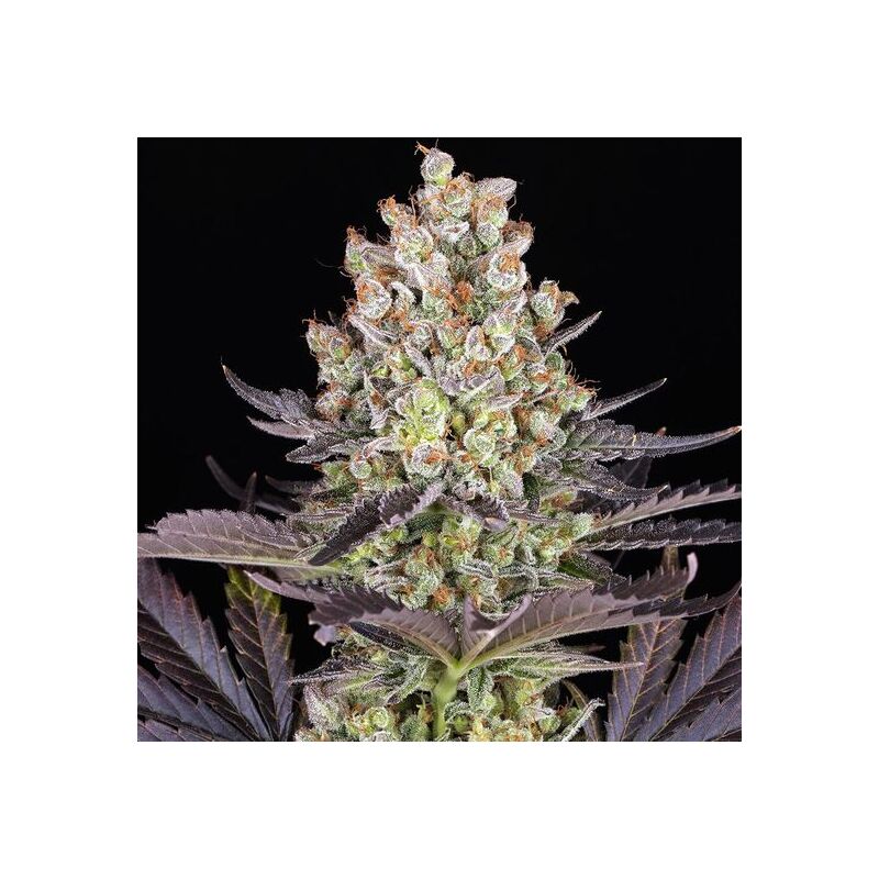 Papaya Frosting, Фасовка: 3, изображение 5